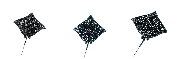 Spotted Stingray Manta Ray Marine Sea Creature Set Isolated on Transparent Background, Ocean Wildlife PNG Collection © khan saib