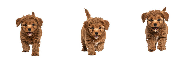Adorable Fluffy Brown Puppy Dog Walking Set Isolated on Transparent Background, Cute Pet PNG Collection © khan saib