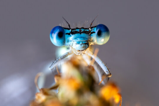 View of a blue damselfly with large compound eyes perched on a plant stem in Wittenheim, Grand Est, France.