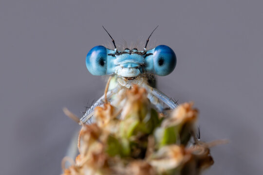 View of a blue damselfly head with large compound eyes resting on a plant stem against a soft bokeh background in Wittenheim, Grand Est, France.