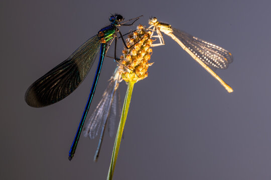 View of two damselflies, one iridescent blue and one pale yellow, perched on a dry flower head in Wittenheim, Grand Est, France.