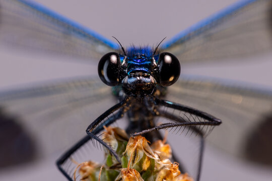 View of an extreme macro close-up of a blue damselfly with large black compound eyes and iridescent body perched on a plant in Wittenheim, Grand Est, France.