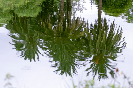 Palm tree reflections on calm water creating abstract patterns and soft ripples. Tropical nature scene with mirrored trees and tranquil atmosphere outdoors.