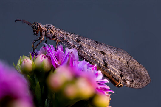 View of an antlion insect resting on vibrant pink flowers with a dark blurred background in Wittenheim, Grand Est, France.