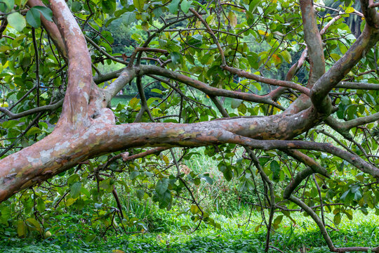 Characteristic guava tree Psidium guajava trunk with peeling bark and green fruits in the canopy. Sharp technical focus on the coppery wood texture.
