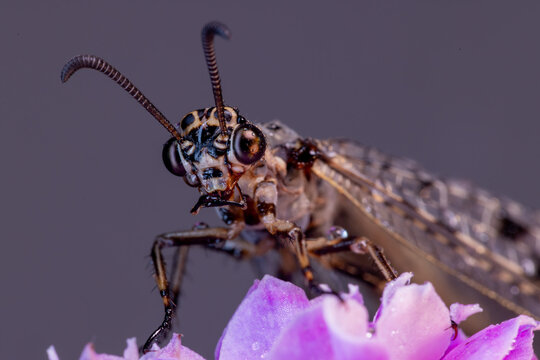View of an owlfly insect with large compound eyes and long antennae perched on a purple flower in Wittenheim, Grand Est, France.