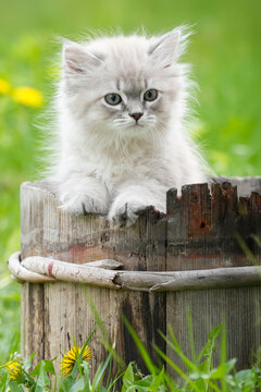 Siberian Kitten Blue Green Eyes Wooden Barrel Paws Rim Dandelion &mdash; Confident Fluffy Cat Portrait Spring Nature Rustic Norway