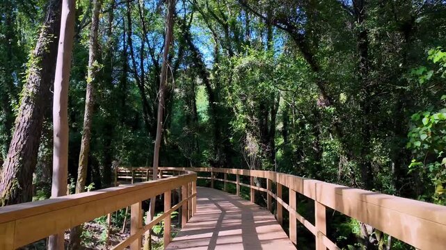 Moving along a scenic wooden boardwalk winding through a dense green forest next to a calm river on a bright sunny day. The sunlight filters through the tree canopy, creating dynamic shadows.