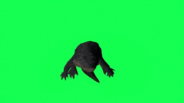 4k alligator Reptile idle in water front view animation isolated on Green Screen, 3D Crocodile (Crocodylus niloticus) rest in the river 60fps rendering on the chroma key, video for your rhymes, story