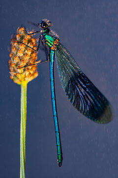 View of a metallic blue damselfly covered in morning dew perched on a wild plant stem in Wittenheim, Grand Est, France.
