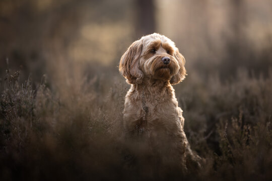 english cocker spaniel