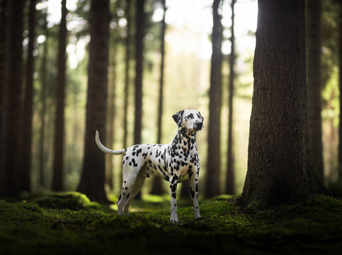 dalmatian in the grass