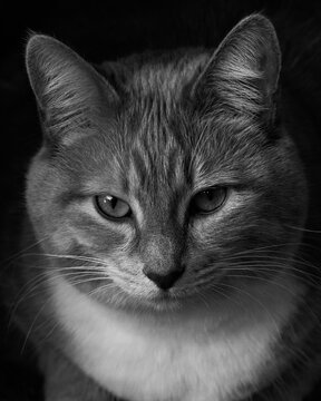 Moody black and white close-up portrait of a tabby cat with intense gaze and dark background