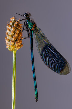 View of a metallic blue damselfly covered in dew drops perched on a plant stem against a grey background in Wittenheim, Grand Est, France.