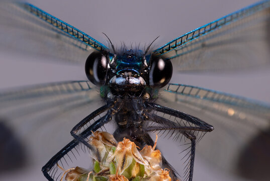 View of a macro close-up of a blue damselfly with large black eyes and iridescent wings perched on a flower in Wittenheim, Grand Est, France.