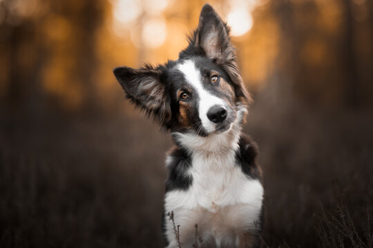 border collie puppy