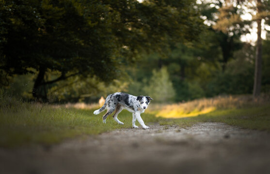 dog in the park