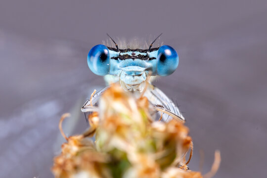 View of a blue damselfly head with large compound eyes perched on a plant in Wittenheim, Grand Est, France.