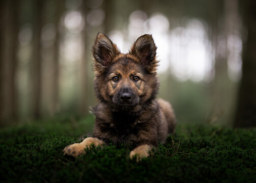 german shepherd dog