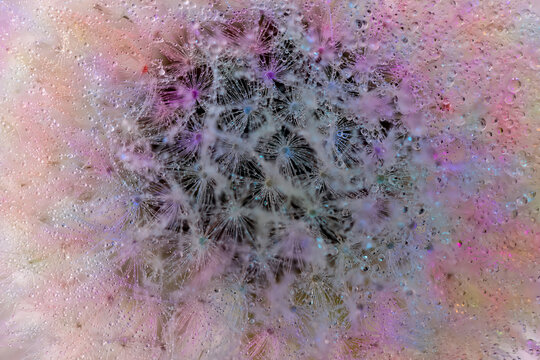 View of a dandelion seed head covered in delicate water droplets with soft pink and purple lighting in Wittenheim, Grand Est, France.