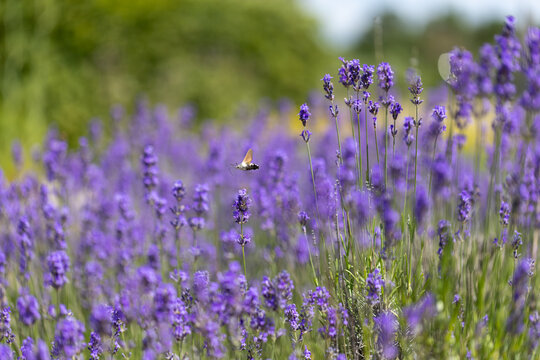 View of a hummingbird hawk-moth hovering over blooming purple lavender flowers in a sunny garden Wittenheim, Grand Est, France.
