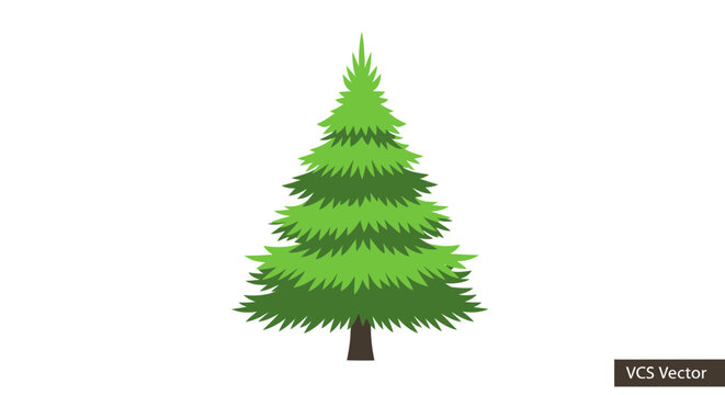Green Pine Tree Evergreen Foliage.