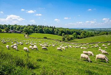 Fototapeta premium Flock of white sheep grazing peacefully in a lush green pasture