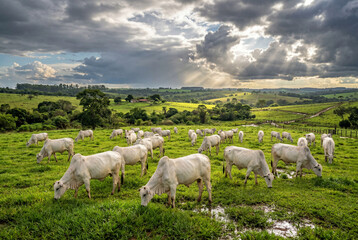 Fototapeta premium A herd of white zebu nellore cows grazing peacefully on a vibrant green pasture under a cloudy sky