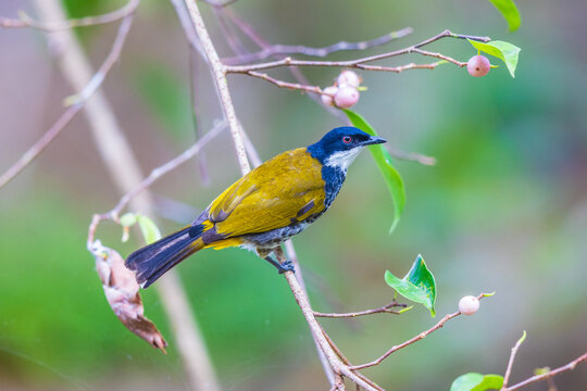 Scaly-breasted Bubul,a rare bird  are eating fruit on the tree.