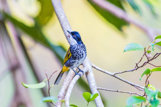 Scaly-breasted Bubul,a rare bird  are eating fruit on the tree.