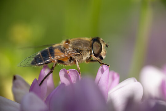 View of a hoverfly resting on a delicate pink flower with a soft green blurred background in Wittenheim, Grand Est, France.
