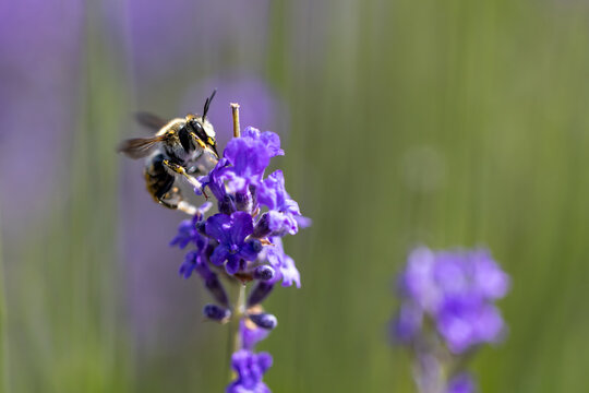 View of a bee pollinating a purple lavender flower in a field with a soft blurred background Wittenheim, Grand Est, France.