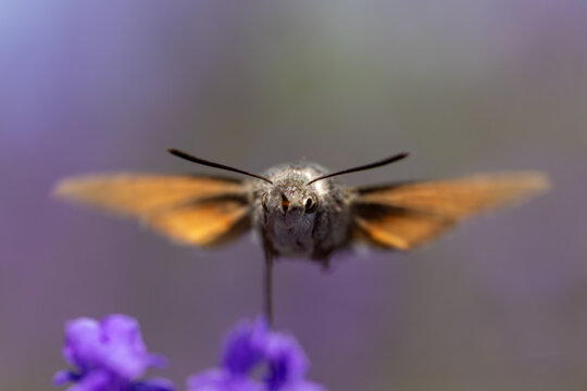 View of a hummingbird hawk-moth hovering over purple lavender flowers with its wings spread Wittenheim, Grand Est, France.