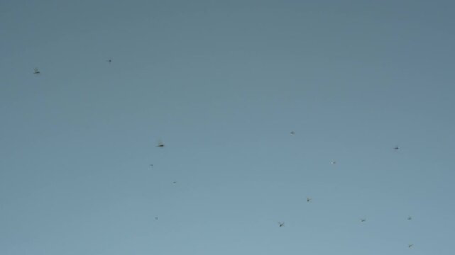 A large group of dragonflies flying and swarming across a clear blue sky. High-contrast nature footage ideal for biology, wildlife documentaries, and summer themes.