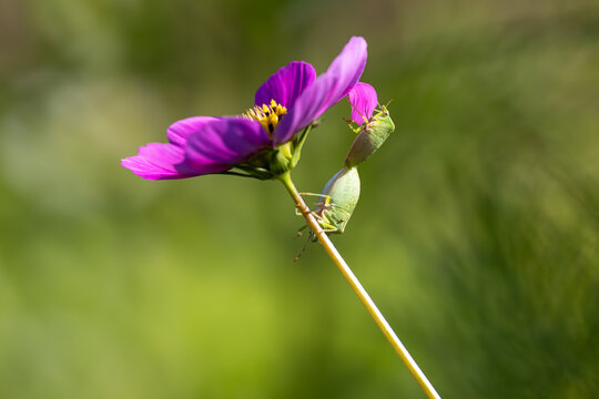 View of two green shield bugs mating on the stem of a purple cosmos flower with a soft blurred green background Wittenheim, Grand Est, France.