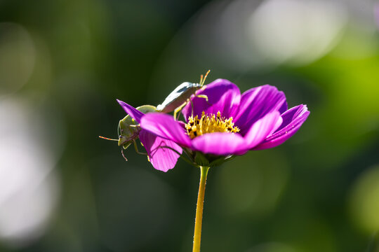 View of two green shield bugs resting on a vibrant purple cosmos flower with a yellow center against a soft bokeh background Wittenheim, Grand Est, France.
