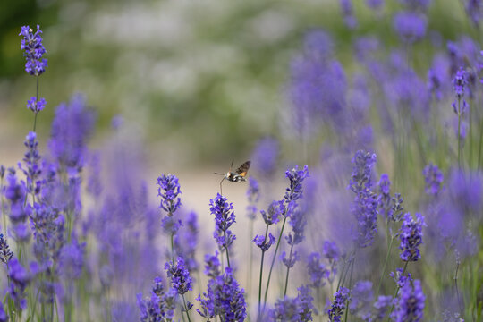 View of a hummingbird hawk-moth hovering over blooming purple lavender flowers in a garden in Wittenheim, Grand Est, France.