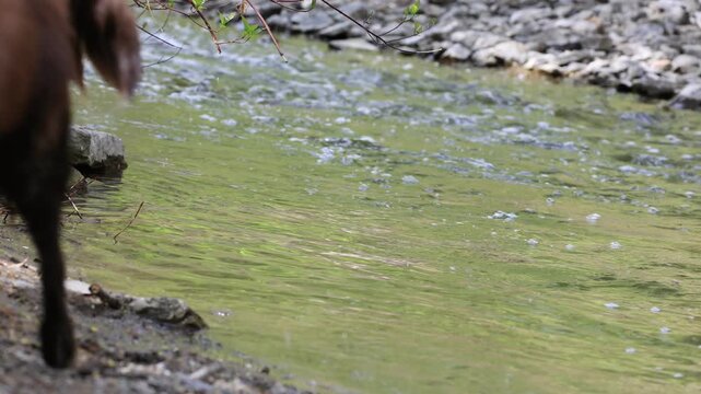 Un chien dans la rivi&egrave;re	