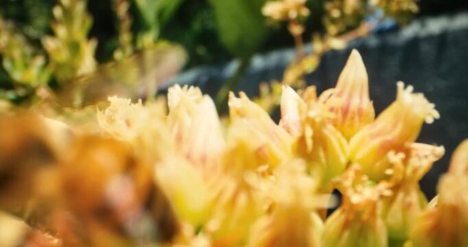 Closeup steady cam shot moving across yellow flowers with buzzing bumblebees