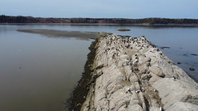 Drone footage of double-crested cormorants and gulls nesting on jagged coastal rocks at low tide beside a calm estuary and distant forested shoreline in Mitis Bay, Quebec, Canada.