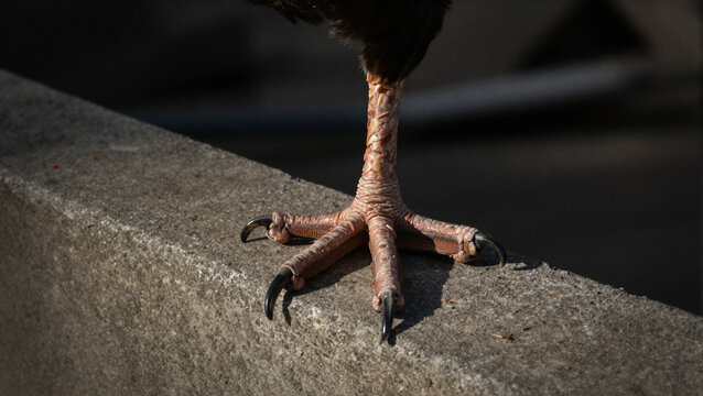 close-up of bird of prey claw on concrete ledge