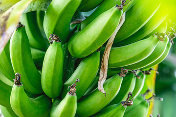 The scenic views of the banana, which is an elongated, edible fruit that is botanically a berry produced by several kinds of large, tree-like, herbaceous flowering plants in the genus Musa. © Selcuk