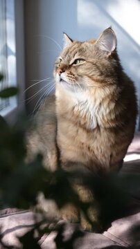 Cashmere Bengal cat lounging comfortably at the window on a sunny day. Semi-long-haired cat. Soft morning light, Enjoying sun beam. Relaxing on the balcony floor and looking window. Funny pets.