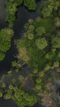 Aerial Top Down View of Mangrove Forest on Oaxaca Mexico Coast