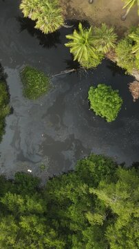 Aerial Top Down View of Mangrove Forest on Oaxaca Mexico Coast