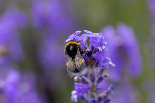 View of a bumblebee pollinating a purple lavender flower in a blooming field in Wittenheim, Grand Est, France.