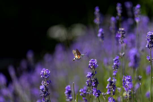 View of a hummingbird hawk-moth hovering and feeding on vibrant purple lavender flowers in a sunny garden in Wittenheim, Grand Est, France.