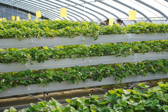 Strawberries are grown in soilless culture
