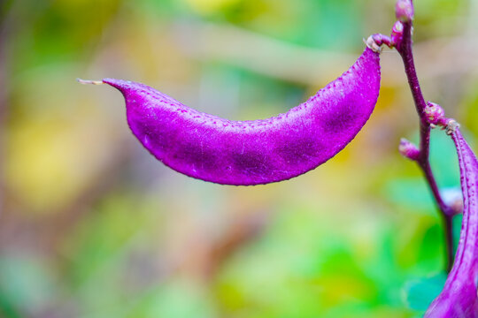 Purple beans grow naturally outdoors