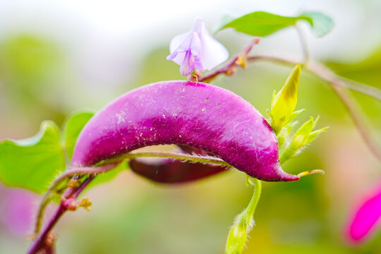Purple beans grow naturally outdoors